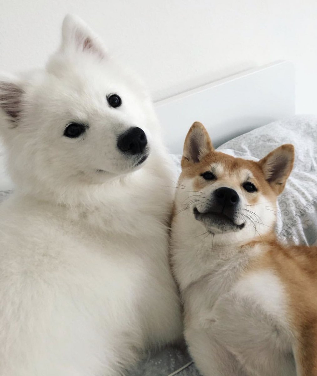 dog_rates's tweet image. This is Ouyu and Miyu. Sometimes Ouyu gets really excited about how much she likes Miyu and bites his head. 14/10 for both