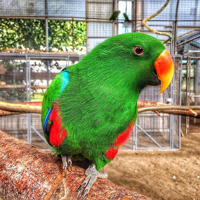 DocumentWhidbey's tweet photo. Well would you look at this beautiful boy. #eclectusofinstagram #parrotsareawesome #flyingcolorsaviary #watchyourfingers https://t.co/dtJkEkzEuS https://t.co/kzxgPahV0T