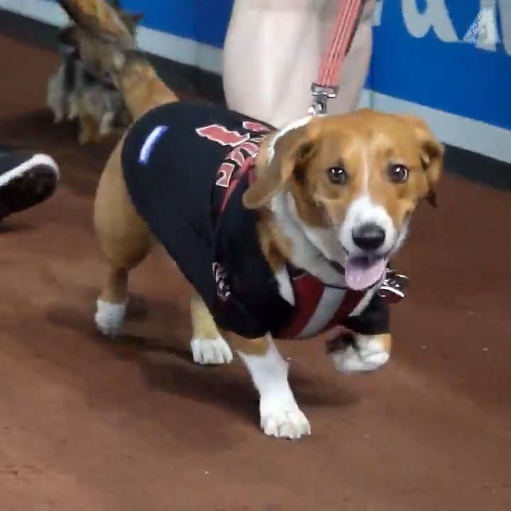 diamondbacks dog jersey