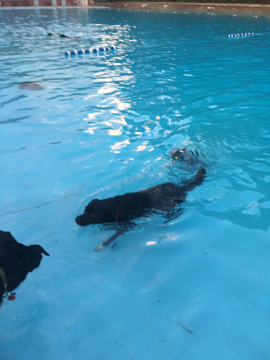 BellaandBeatrix's tweet photo. We went swimming! https://t.co/bymrciUjOf