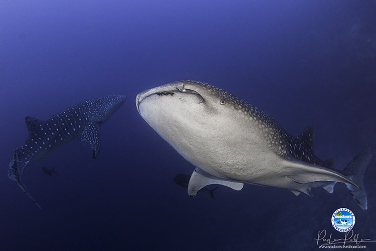 Le succès de Seadoors Shark College avec le Dr. Thomas Vignaud - mailchi.mp/c8e1c0500a74/l…
