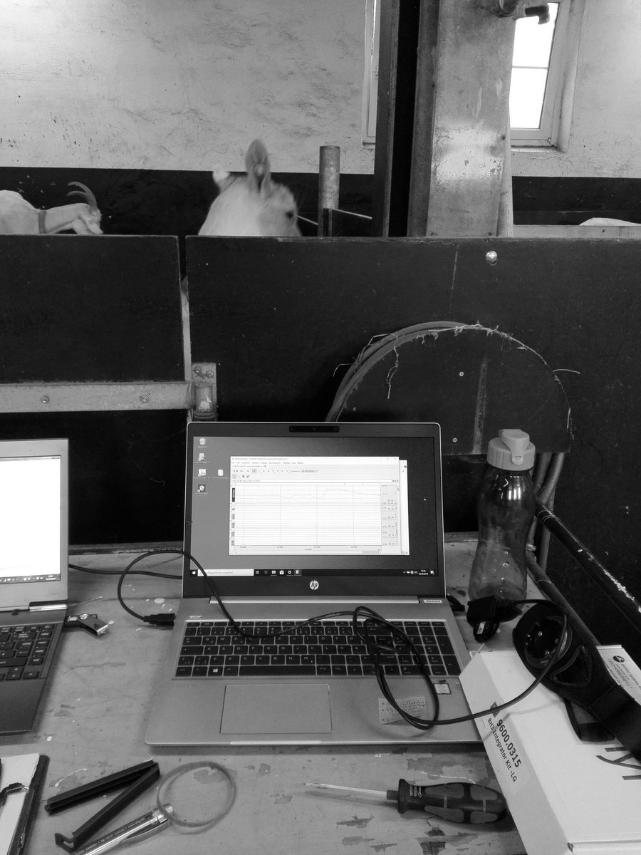 katrinar1203's tweet photo. First day assessing the effects of months of cognitive training on stress reactivity in our dwarf goats @FBNBehavPhys with @GoatsThatStare. the dairy goats cant wait their turn #goats #hrvanalysis https://t.co/bd3r6FmEUg