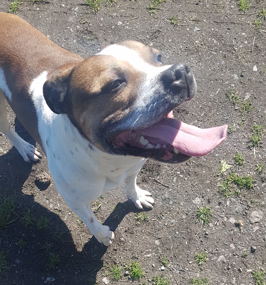 Moorlands K9 Rescue tweet media