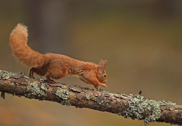 CumbriaCrack's tweet photo. Lake District Foundation launches Red Squirrel Campaign 2019 https://t.co/gfHNUsqbeq https://t.co/wO6iMpwdJ8