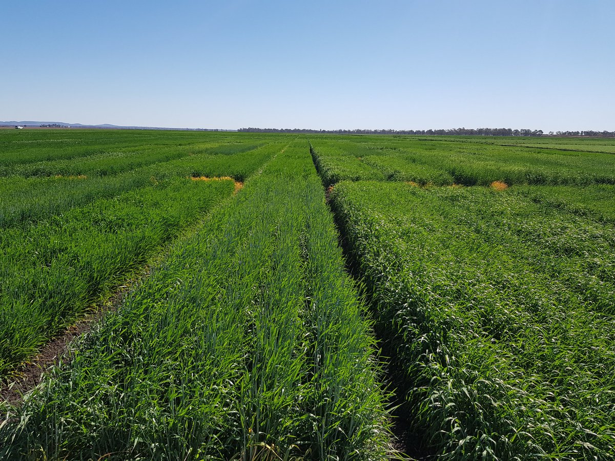 A little oasis in amongst the darling downs desert ! Early and Main Wheat and Barley NVT's looking great at Pampas <a href="/kalyx_australia/">Eurofins Kalyx</a> <a href="/NVT_Online/">@NVT_Online has moved to @GRDC_NVT</a> <a href="/GRDCNorth/">GRDC North</a>