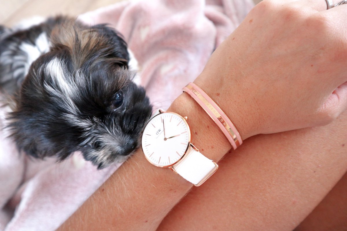 #winactie wil jij een set van Daniël Wellington winnen? Check even mijn Facebook pagina! facebook.com/14950056141086… #boomer #winactie #winnen #hondje #giveaway