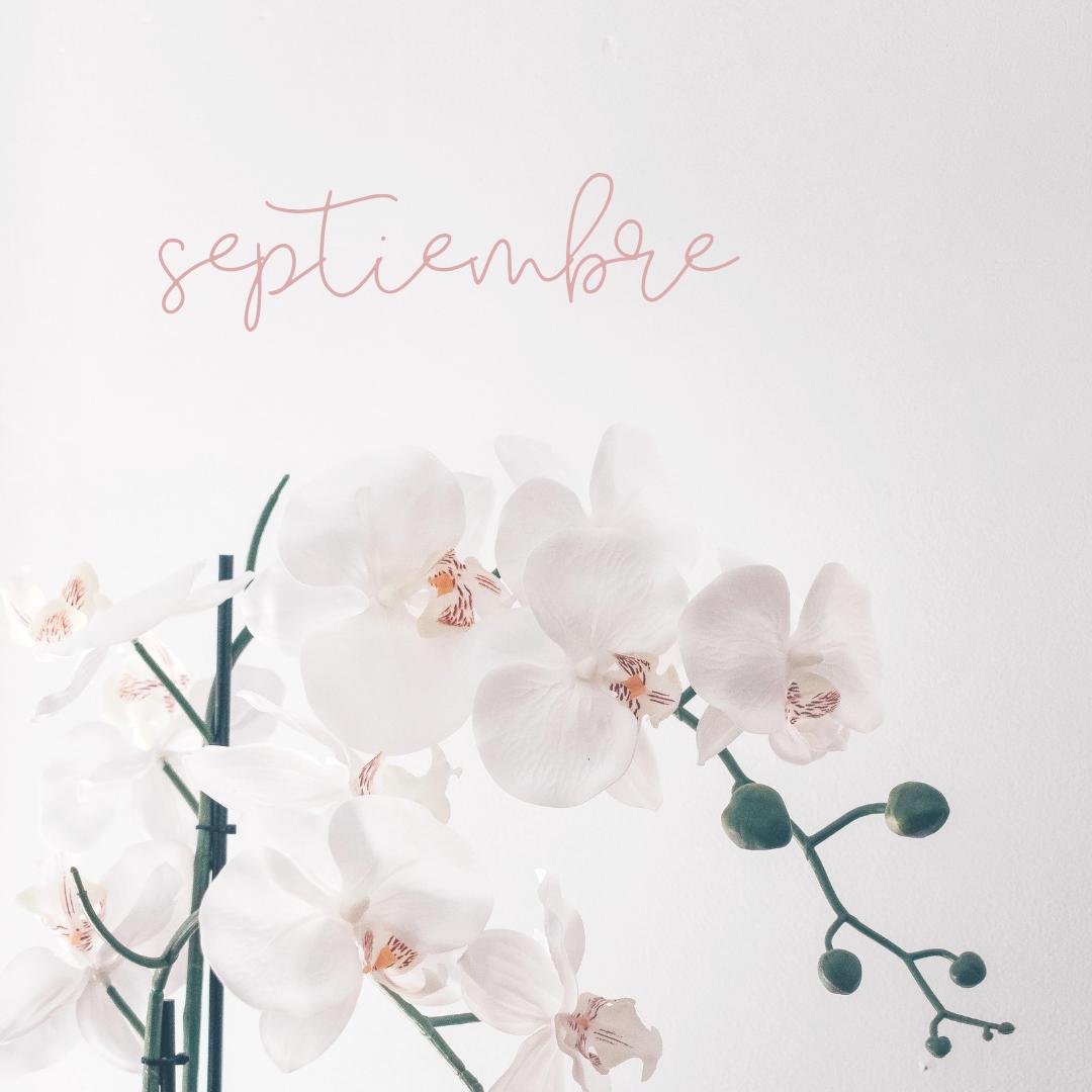 nomade_co's tweet photo. Comenzó uno de nuestros meses preferidos! Primavera, sol, flores y fiestas patrias 🇨🇱 https://t.co/n9ULt2R2U4