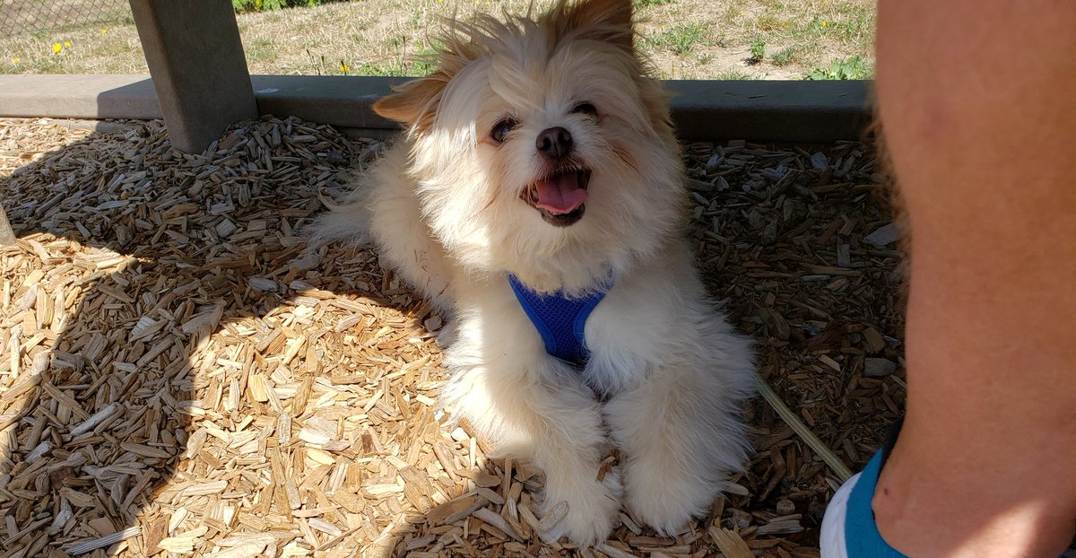 FinnowMinnow's tweet photo. Don't know why my people were complaining about the heat. All they had to do was climb under the bench in the shade, with me. #hellofromthefluffyside #pomeroodle #pomapoo #Pomeranian #poodle #doodle #DogsofTwittter #dogsofinstagram https://t.co/WLofVVG3L0