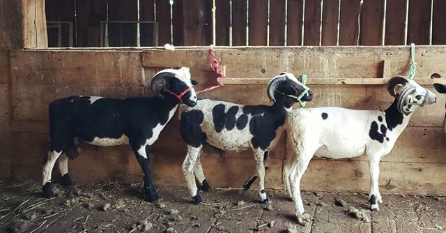 NesFarm's tweet photo. Printer ran out of ink... #JacobSheep #ShowString https://t.co/DZTqUJb93l https://t.co/oNBWsdypWm