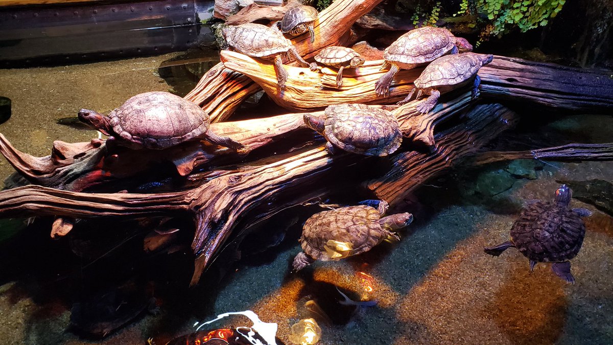 BeckyMeets's tweet photo. Family #RoadTrip to Tulsa today. Hubby had never visited the Oklahoma Aquarium so we decided to go. So many turtles!!!!! #TurtleFan #Sharks #FamilyFun https://t.co/GToTpKXaY4
