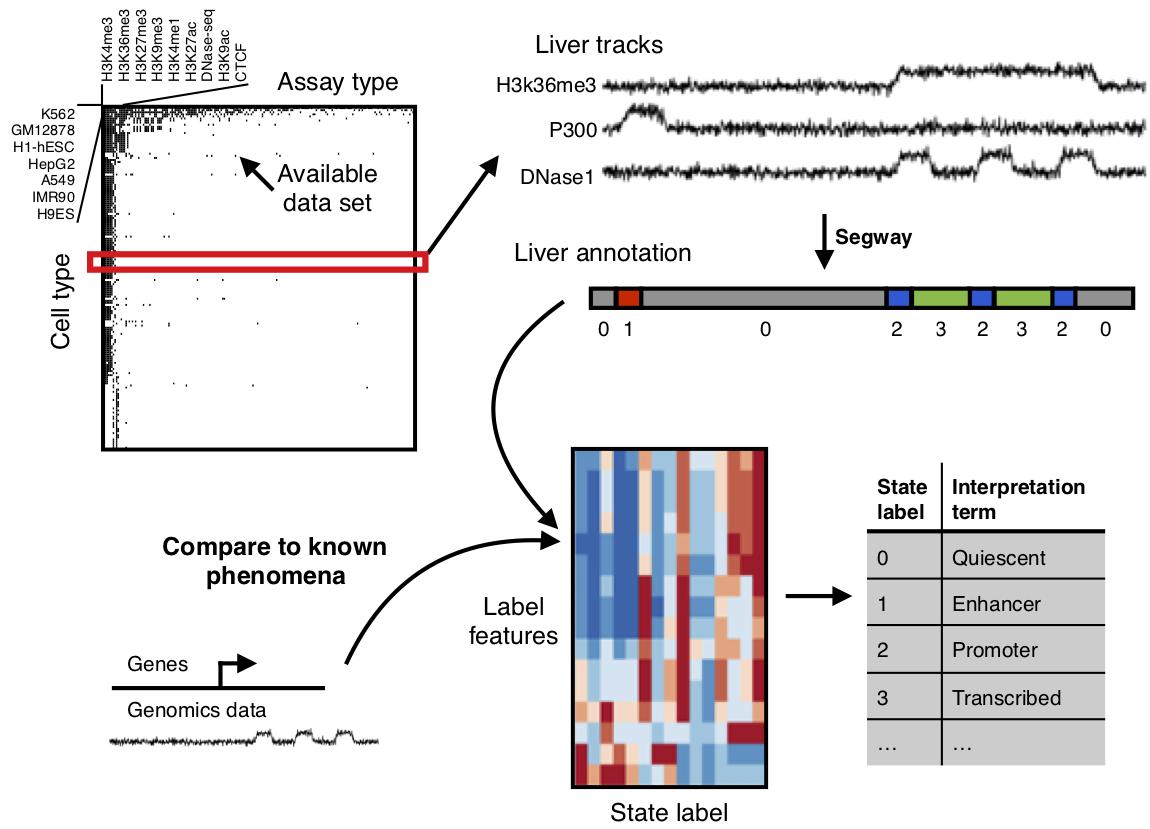 Max Libbrecht (@maxlibbrecht) on Twitter photo Genome annotations of 164 human cell types with Segway, plus new methods for analysis and visualization -- now out in Genome Biology! <a href="/michaelhoffman/">Michael Hoffman @michaelhoffman.bsky.social</a> <a href="/ZhipingWeng/">Zhiping Weng</a> <a href="/thabangh/">William Stafford Noble</a>
genomebiology.biomedcentral.com/articles/10.11… Genome annotations of 164 human cell types with Segway, plus new methods for analysis and visualization -- now out in Genome Biology! <a href="/michaelhoffman/">Michael Hoffman @michaelhoffman.bsky.social</a> <a href="/ZhipingWeng/">Zhiping Weng</a> <a href="/thabangh/">William Stafford Noble</a>
genomebiology.biomedcentral.com/articles/10.11…