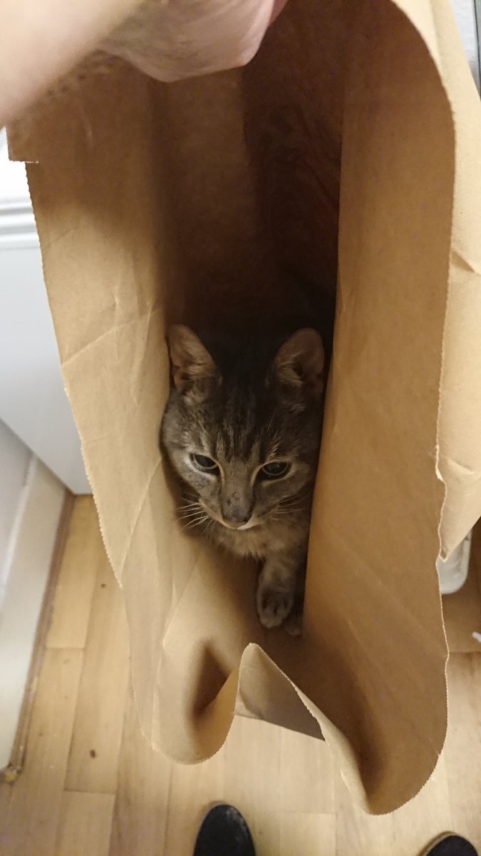 Went to pick up this paper bag and my cat was hiding in it.