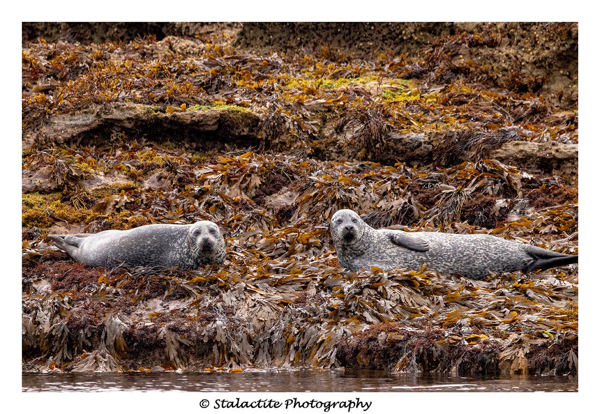Stalactitephoto's tweet photo. I have almost 1400 pictures from my weekend in Mull. Here are some Common Seals from around the coast line.
#IsleOfMull #CommonSeals #Wildlife #Nature @PhotographyWx @ThePhotoHour https://t.co/AgUlERU1Fv