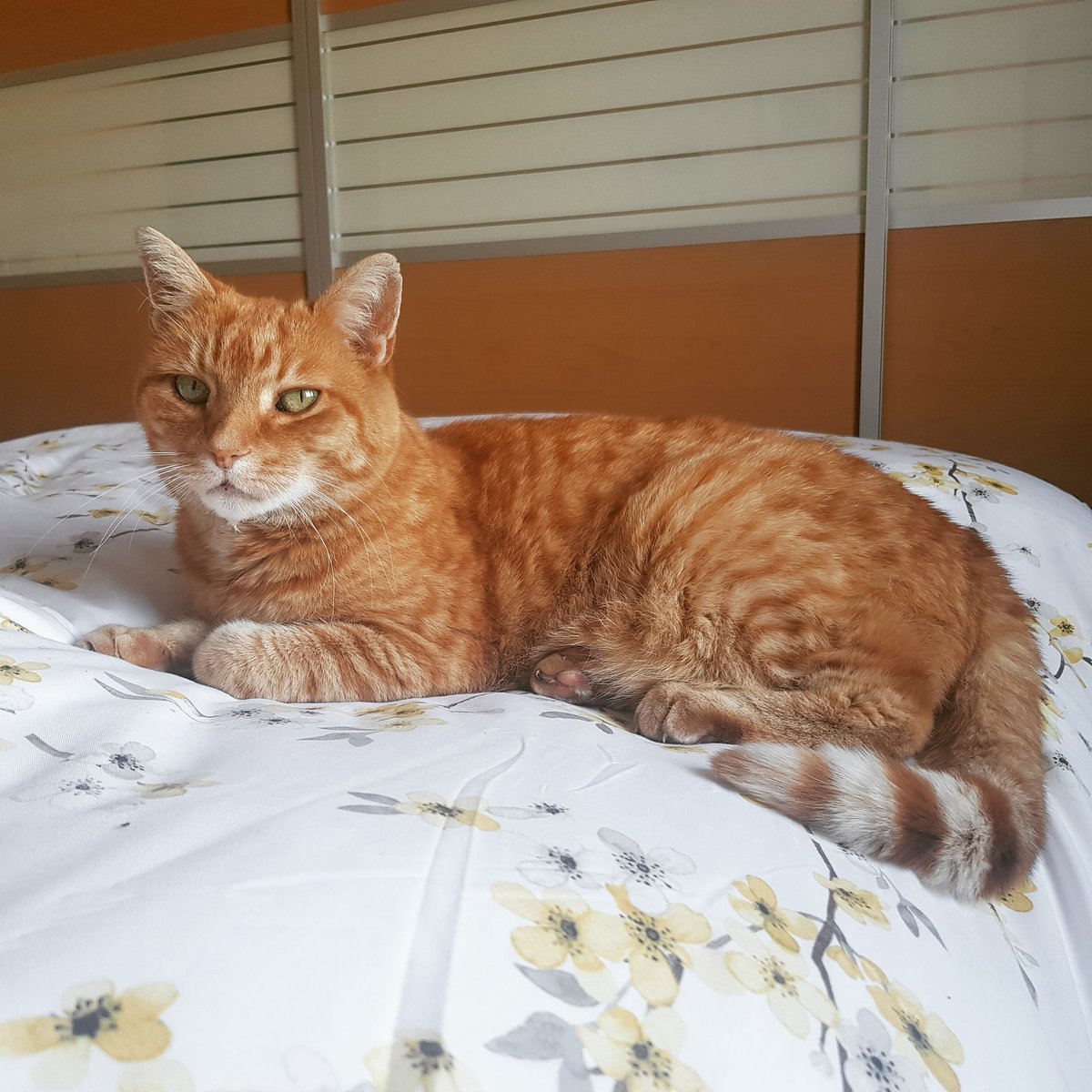 RhoRhoPhotos's tweet image. Yesterday was #GingerCatAppreciationDay so woke my boi up to get this cute picture of him 🧡 #photography #rhorho #gingercat #dayoffchilling