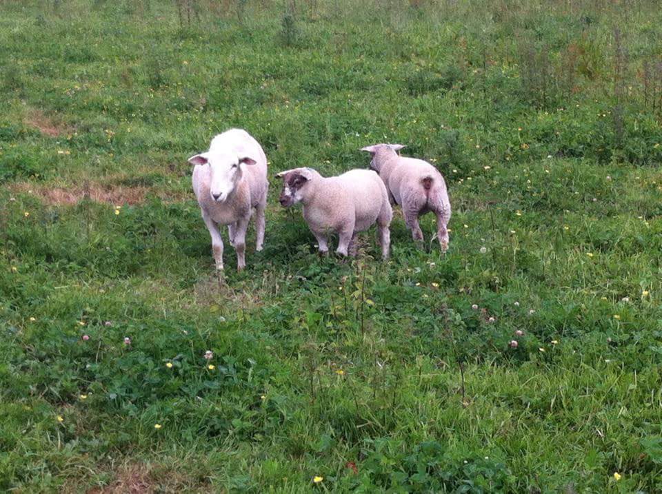 RoussinSheepUK's tweet photo. What happens if you use a Roussin tup on shedding ewe lambs?
#easylambing #performancerecording #terminalsire #maternalsheep #sheep365 https://t.co/W9JEj0Et7G