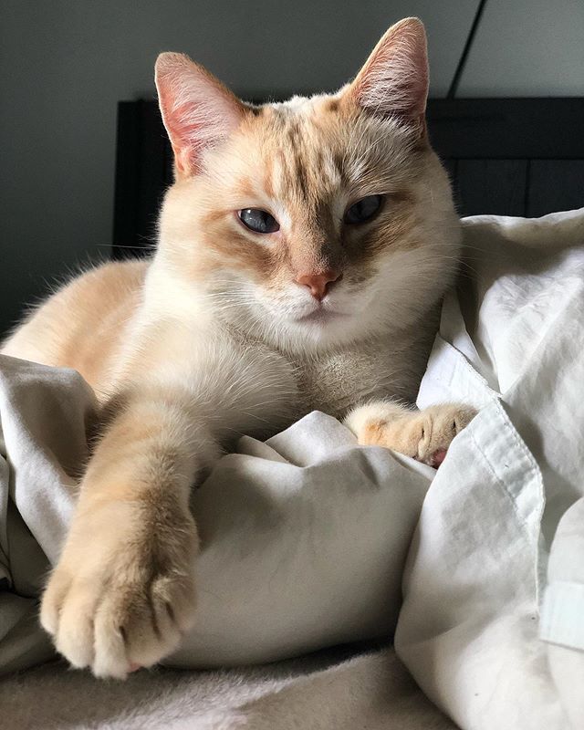 NikoandTed's tweet photo. Hanging out during this beautiful long weekend 🇨🇦 -
-
-

#flamepoint #cats #catsofinstagram #of #siamese #cat #instagram #adoptdontshop #catstagram #flamepointsiamese #ilovemycat #meow #kitten #pet #himalayancat #ragdoll #sleepycat #instacat #rescue #cat… https://t.co/RvH3HeO9FR https://t.co/pZV3WKJaZz