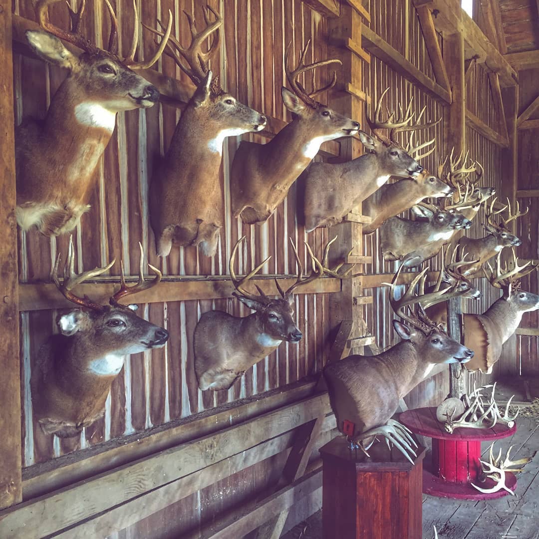 Grandpas_Place1's tweet image. RT @BurrisOptics: Eliminate &quot;the one that got away&apos;s&quot;

#BurrisOracle #BurrisOptics #FindWhatMatters #deerhunting #deercamp #deer #whitetail #hunt #hunting #archery #archeryaddict #bowhunting #Huntinglifestyle #ieatmeat #meateater #whatgetsyououtdoors #ri…