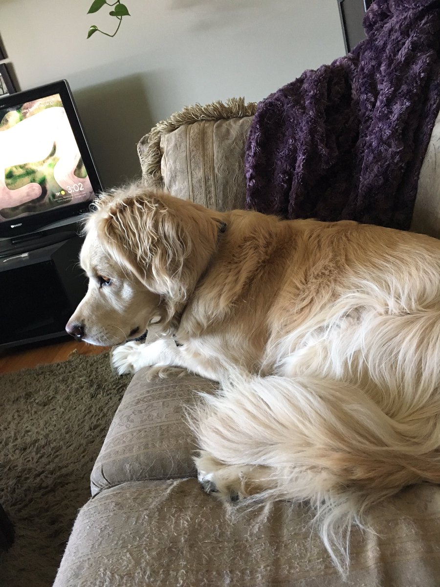 DoggosOfYyc's tweet photo. Turns out, the @calstampeders #labourdayclassic jets scare Hank just as much as thunder. Who knew? 🐾🐾🤦♀️ Next he’ll be scared of the @GlobalCalgary traffic helicopter 🚁 😬🙄 #Hank #scaredydog #heisfive #flightpath https://t.co/2bDGSxSHEn
