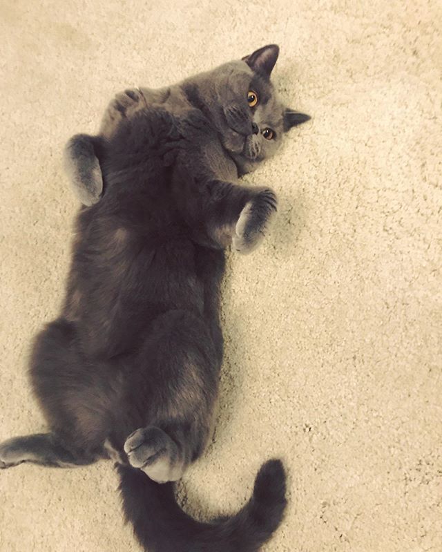 lundyBSH's tweet photo. Chilling in my new home is my favourite thing to do ❤️❤️ https://t.co/kOXXyXWjaY https://t.co/RgbJeOiITl