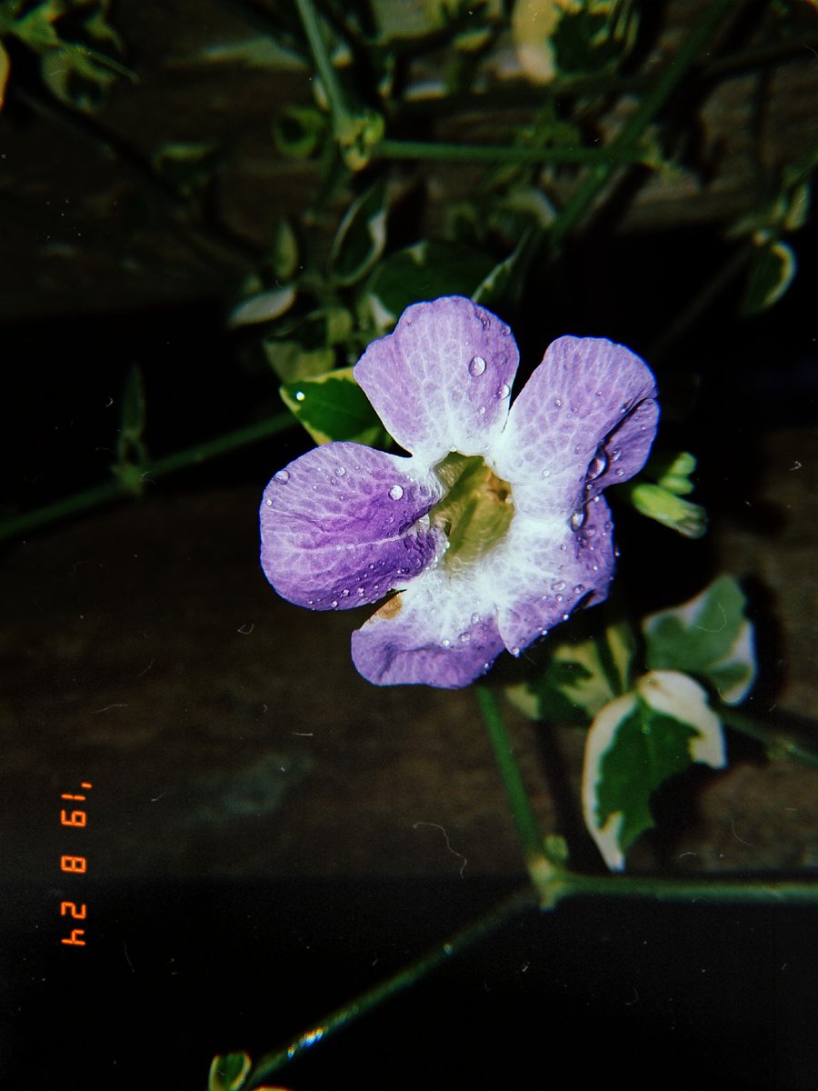 atatijulia's tweet photo. @anasartgram @carolinelins Eu tbm tô atrasada mas #feitocomcelular 💜🌼 https://t.co/u27wDx7H7i
