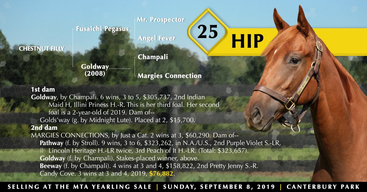 WoodMereFarm's tweet photo. A daughter of @coolmoreamerica's Fusaichi Pegasus, this filly o/o a multiple stakes placed earner of over $300k & from the family of G3 winner Gold Edge sells as #Hip25 at the MTA Yearling Sale Sunday, Sept. 8 @CanterburyPark! @MNRacehorse
https://t.co/bUP3axCnO3 - #WMFSalePrep https://t.co/zBAsIFYJIR