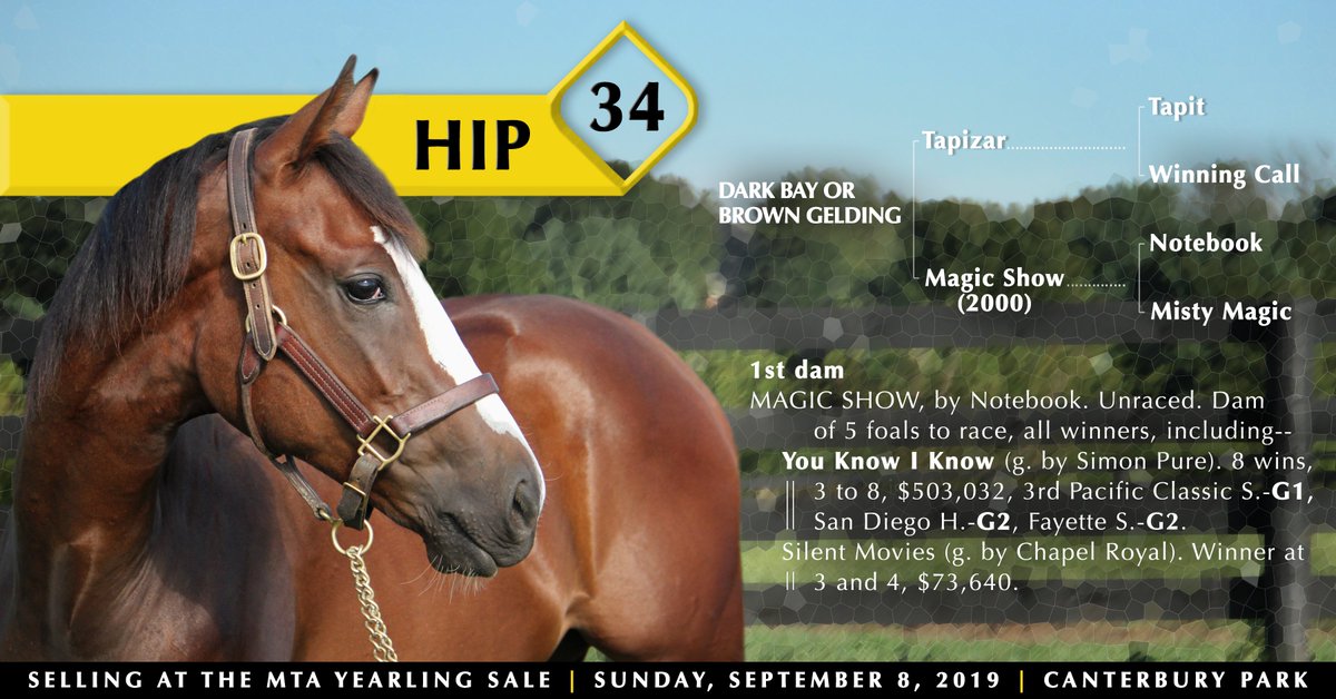 WoodMereFarm's tweet photo. This @minnesotabred half brother to G1 placed You Know I Know by @Gainesway's Tapizar sells as #Hip34 at the MTA Yearling Sale Sunday, Sept. 8 @CanterburyPark! @MNRacehorse
https://t.co/bUP3axCnO3 - #WMFSalePrep https://t.co/ixqJCe89jH