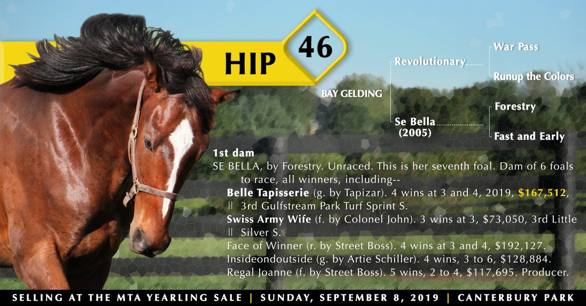 WoodMereFarm's tweet photo. A son of Revolutionary, this @minnesotabred half brother to two stakes horses (incl. Belle Tapisserie) sells as #Hip46 at the MTA Yearling Sale Sunday, Sept. 8 @CanterburyPark! @MNRacehorse
https://t.co/bUP3axkMWv - #WMFSalePrep https://t.co/BQcb2Wt5hr
