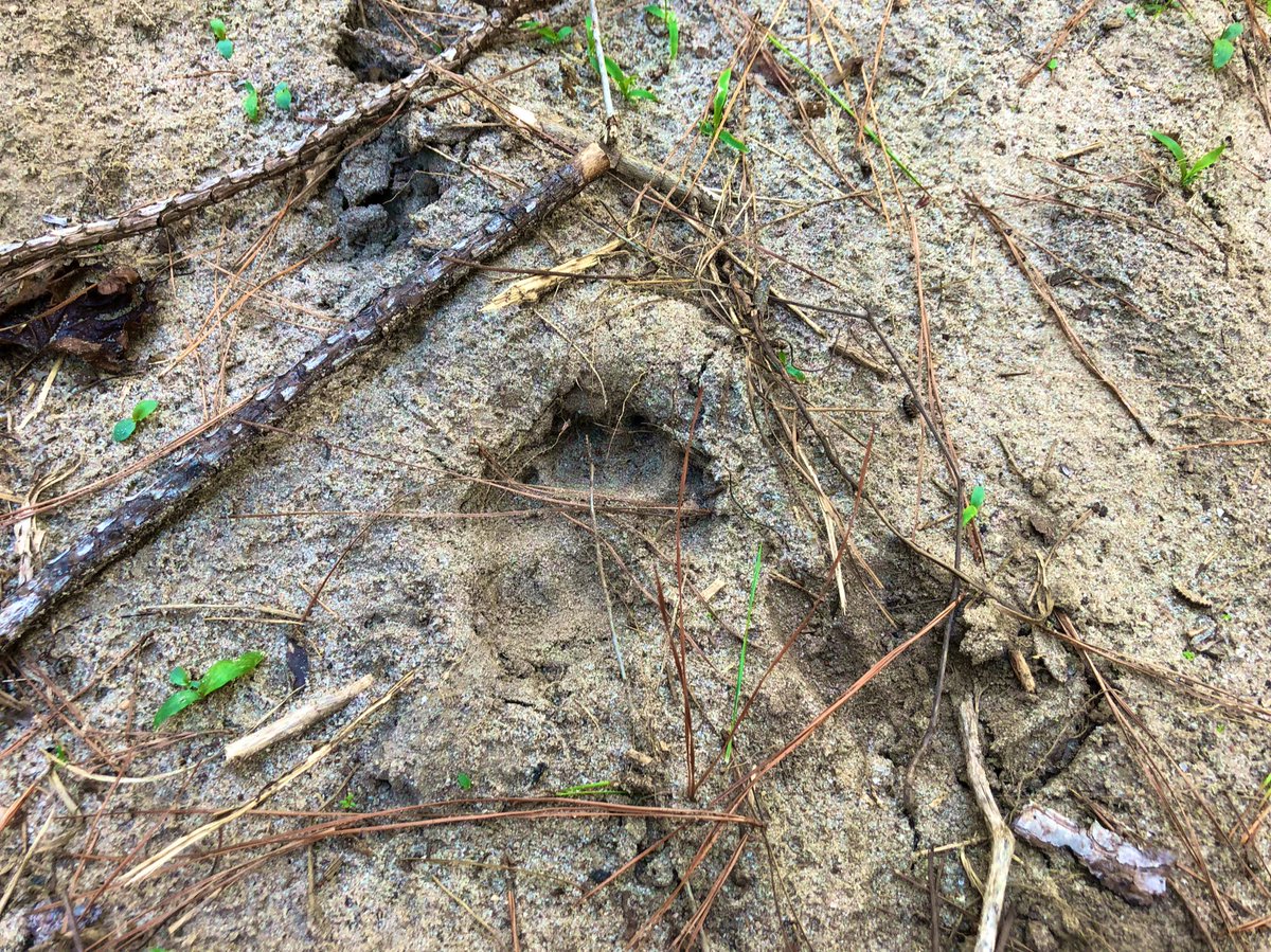 Some kind of cat right at the feeder next to a deer print...why do trail cameras miss so much!!