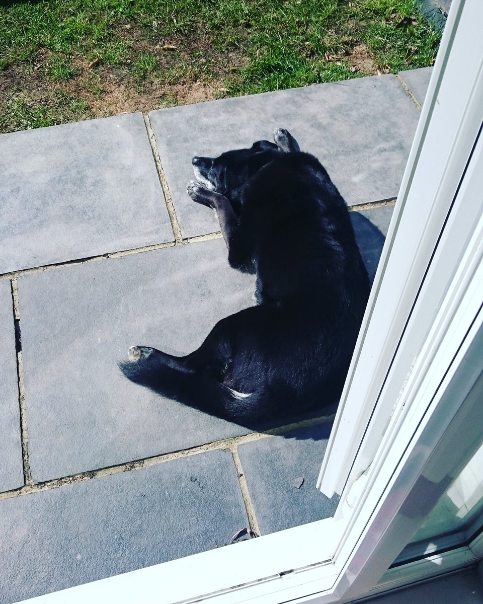 becausemilly's tweet photo. 03.04.2017 💕 Remember a day every day 💕 #becausemilly #springsunshine #warmbear #happymemories #colliecross #rescue #senior #reactivedog #alwaysloved #neverforgotten #dogsoftwitter https://t.co/52ohtEEUE6 🐾 https://t.co/Ogi9z6YeU7