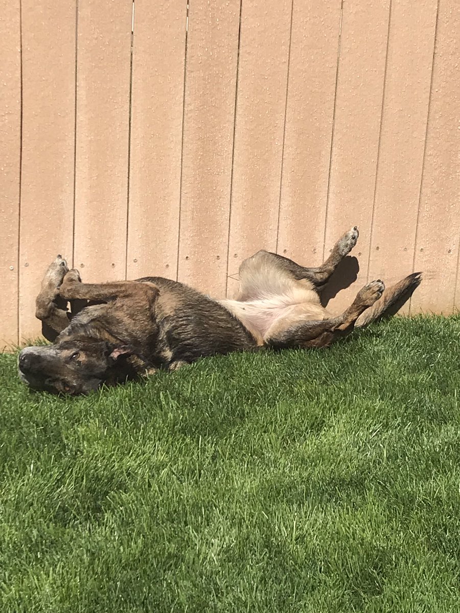 Columbia Basin K9s tweet media