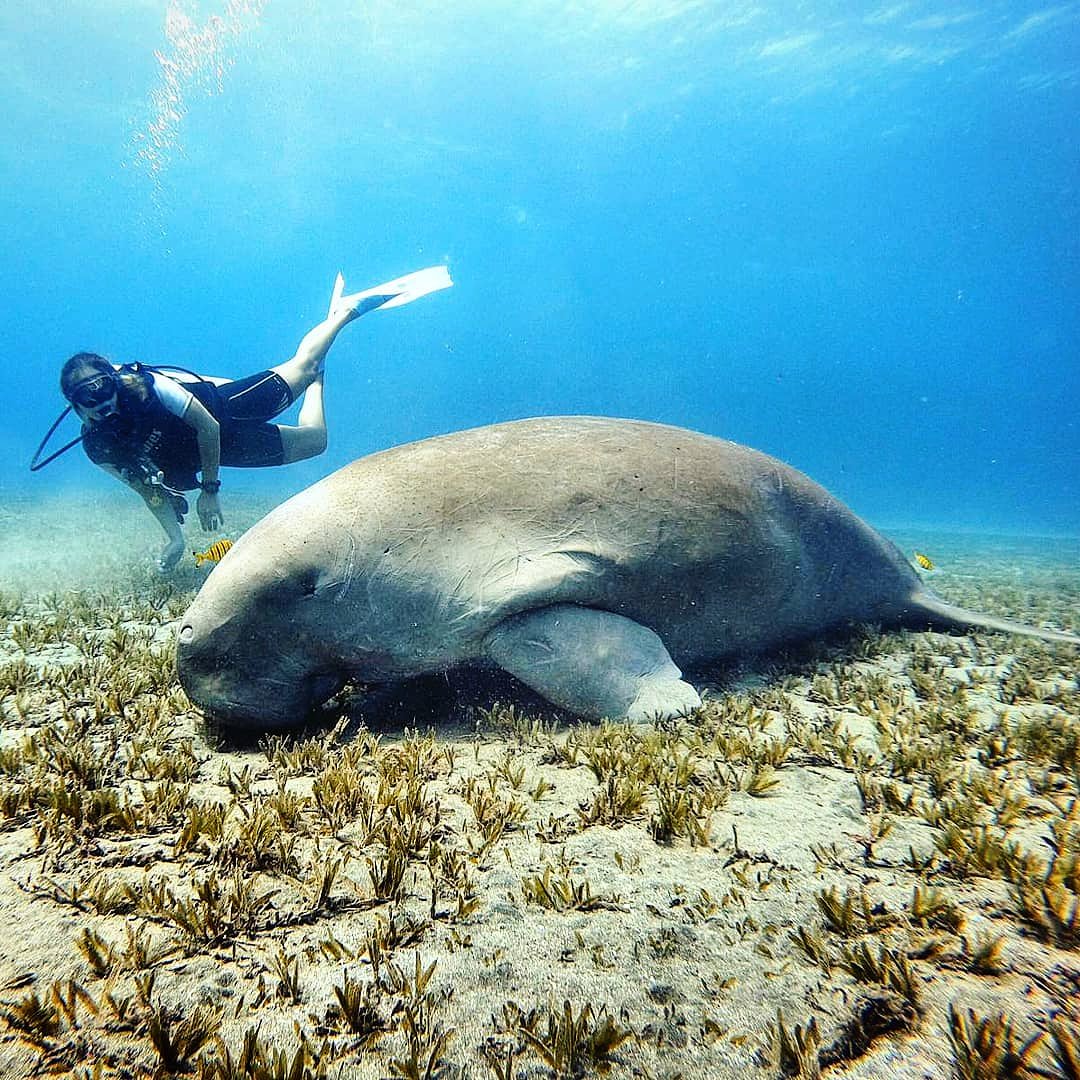 Lamentablemente los dugongos están catalogados como vulnerables y en casi peligro de extinción, por lo que quedan muy poquitos alrededor del mundo. Pacífico y amigable nos dejó mirarlo desde muy cerca y nadar con él durante más de una hora. ¿Les gustaría nadar con uno?