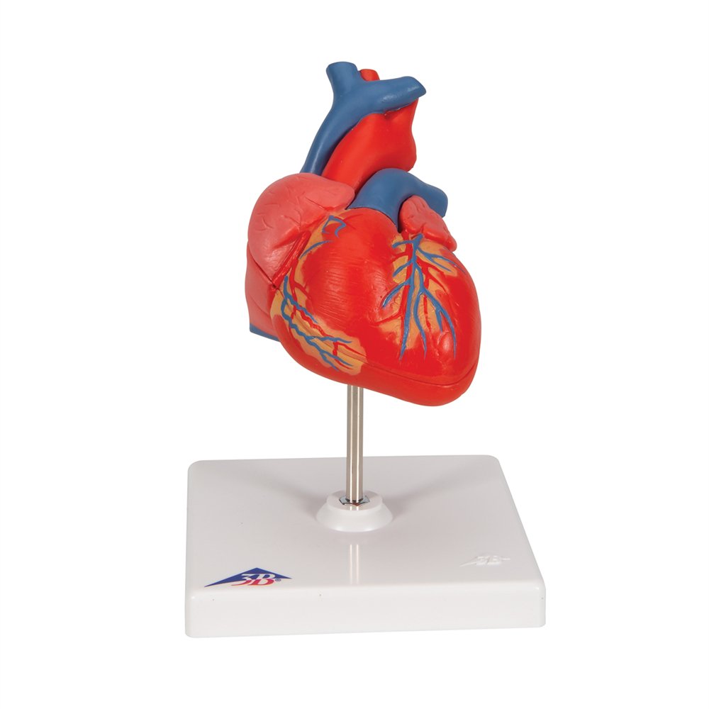 3bscientific's tweet image. Our classic heart is model is now with #3bsmartanatomy and  at a price you&apos;ll  ❤️ ow.ly/NUx250vPymR #anatomymodel #anatomicalmodel