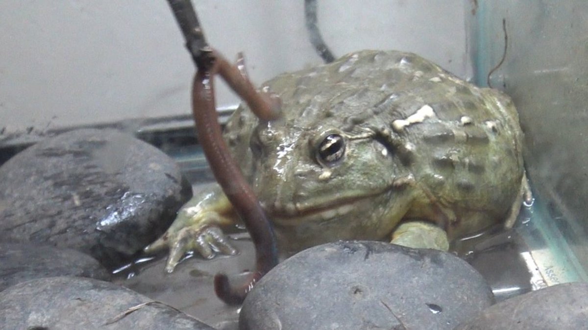 ForestExotics's tweet image. AFRICAN PIXIE FROG WORM FEEDING
VIDEO: youtu.be/0zDH-hTBnWE