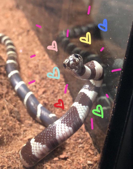 if ur sad here’s a pic of my pet snake gucci posing for a picture ??? https://t.co/e1unNZNlUT