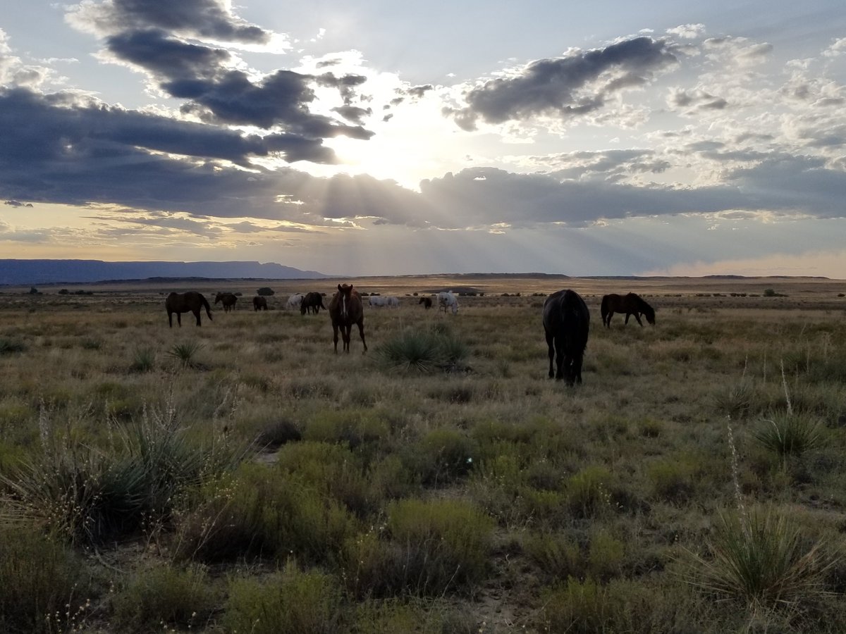 A lovely dinner date with Scarlett, Bridget Bardot, Brad Pitt and Coco 🥰  Also pictured are Maggie and friends.  

#wildhorses #emptythepens #stopthespaystudy #mustangsmatter #passthesafeact