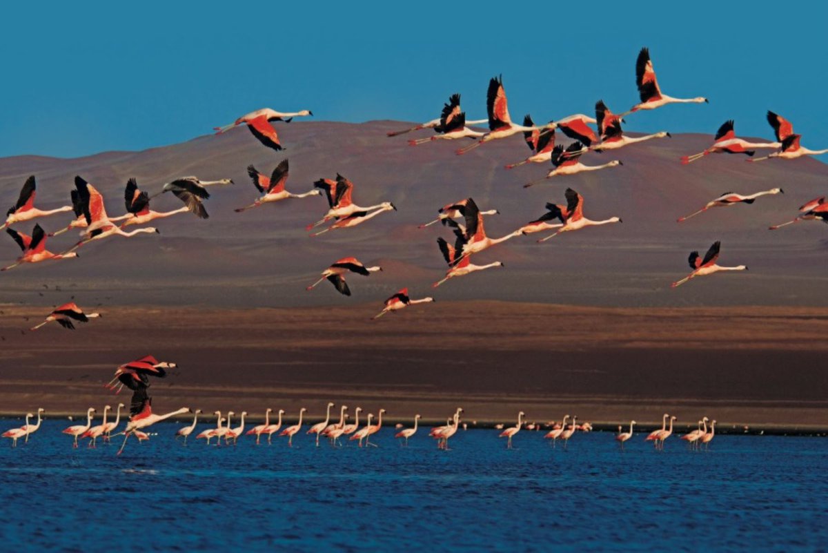 Rev_TintaVerde's tweet photo. Diez de los trece humedales reconocidos internacionalmente como sitios Ramsar por su importancia en el Perú se ubican en nueve de las Áreas Naturales Protegidas por el Estado
#Medioambiente #Perú
https://t.co/Aja98ZUNRj https://t.co/W255ZZH6Wu