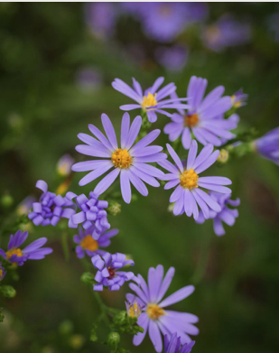 It's a massive month for Mulmur! - eepurl.com/gCbTar