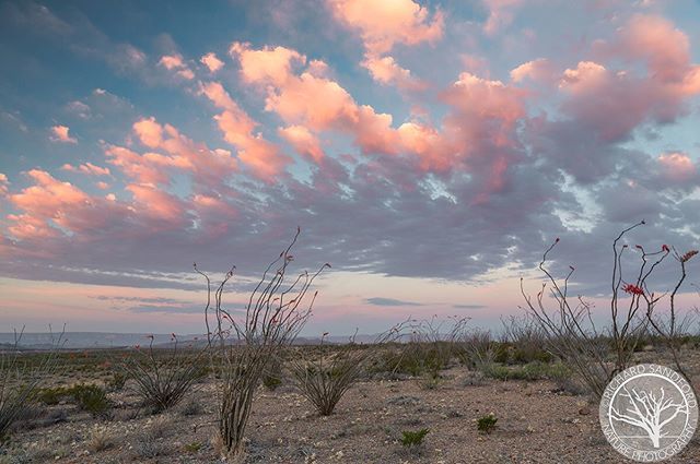 Colorful clouds at sunrise hang high above blooming ocotillo. Maverick Junction, Big Bend National Park, Texas . . . . . . #texashighways #natgeotravel #travelandleisure #texas.usa.love.gram #sunrise #instagramtexas #ilovetexasphotos #travelphotography #… ift.tt/2PCzq3e