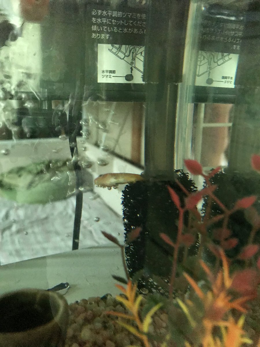 Kokoromilk 子供がお祭りで金魚すくいして コーナンで金魚飼育セットを買いました しかし 浄水するこの網の部分に金魚 が挟まって これで3匹目が死んでしまいました 小さな命と言えども 酷いです 欠陥商品なので絶対買わないで下さい 金魚 コーナン