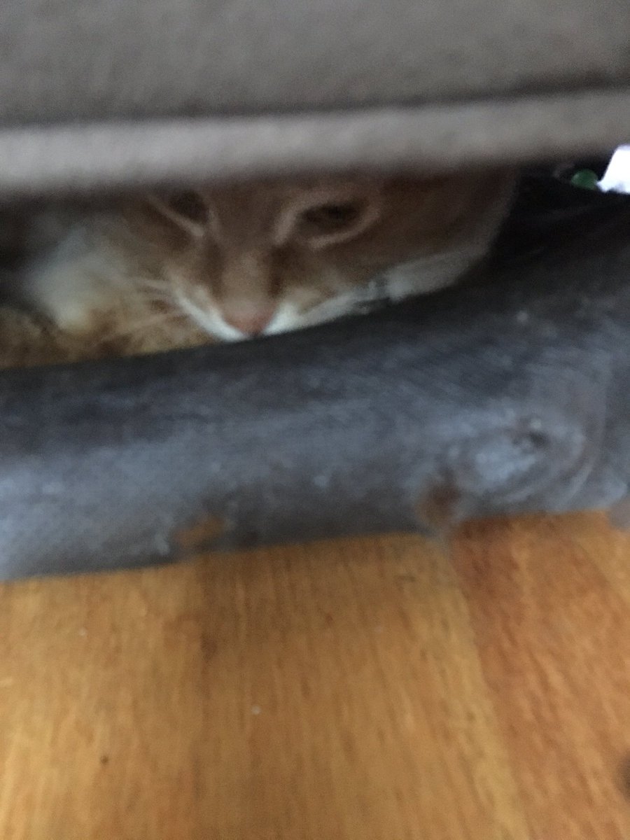 sfgioino's tweet photo. Pablo went to the vet and all I got was anxiety.  #picasso #pablo #traumatized #adorables #kittens #scaredkitty #saveme @pabloandpicasso https://t.co/Ar7D5AZocj