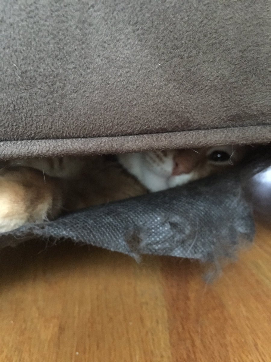 sfgioino's tweet photo. Pablo went to the vet and all I got was anxiety.  #picasso #pablo #traumatized #adorables #kittens #scaredkitty #saveme @pabloandpicasso https://t.co/Ar7D5AZocj
