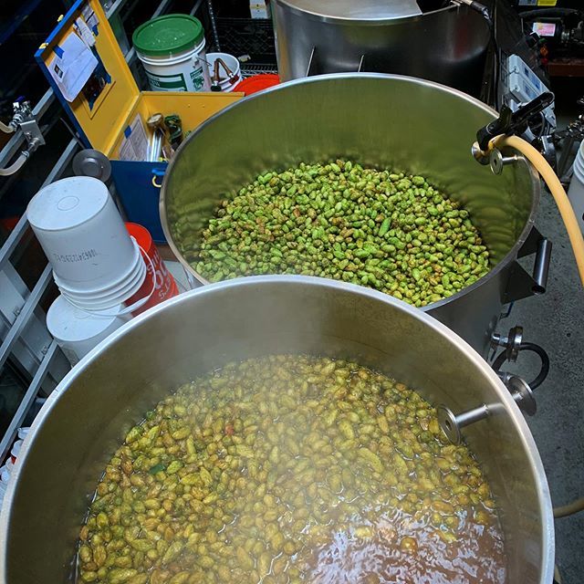 GreenDragonBeer's tweet photo. As John Maier always tells us, “Add more hops!”. So we did! 🍺🍺🍺 @rogueales #greatbeer #craftbeer #pdxbeer #portlandbeer #oregonbeer #freshops #freshhopseason #brewlikeadragon https://t.co/aNyUnfVDy2 https://t.co/2bIEGI8bFg
