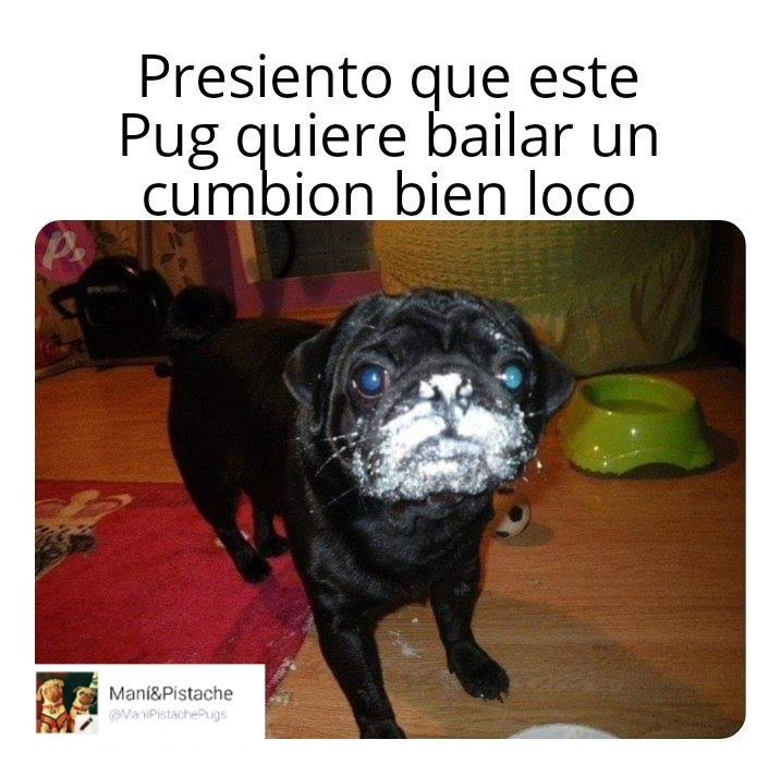 ManiPistachePug's tweet photo. Qué me ve Ramirez? qué me ve?
#Puglove #Puglife #Pugs #Pug #PugsFan #pugsoftwitter #pugsofinstagram #pugsnotdrugs #MEMES #lomitos #momazos #PERROS #cumbion Cumbion bien loco https://t.co/wDrRrLVnBu