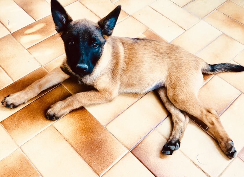 canitips's tweet photo. 🧐Los peluditos consideran su hogar como un territorio que tienen que defender, por lo que pueden volverse agresivos cuando otro animal ingresa al territorio. Es muy importante saber qué hacer cuando dos perros no se llevan bien para evitar otros problemas.‼️💪🏼 #perritos https://t.co/0evbQisYzb
