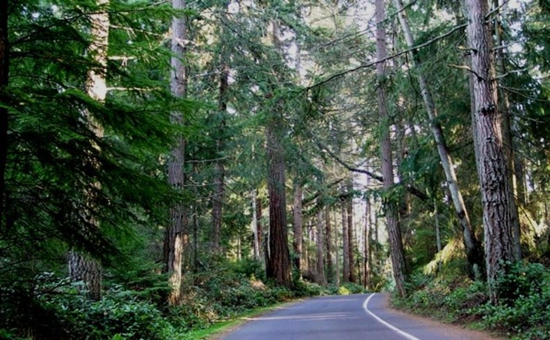 TheSteiger's tweet photo. Five Mile Drive located in Point Defiance Park, winds through old growth forest offering incredible views of Puget Sound, the Cascade and Olympic Mountains, Vashon Island, Gig Harbor, and the Tacoma Narrows. #100DaysOfLoggerFootball #BeDifferent #BeALogger https://t.co/RqHsHlNLtK
