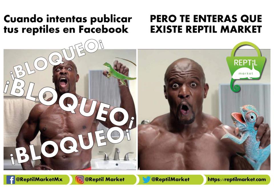 ReptilMarket's tweet photo. Si quieres comprar o vender tus #reptiles, pero las redes sociales no te lo permiten, #ReptilMarket es la solución.

Solo entra a 👉🏼 https://t.co/QLu1YVpZm5

🐊🐍🦎🐢🐸 https://t.co/Rxx5qw8XJx