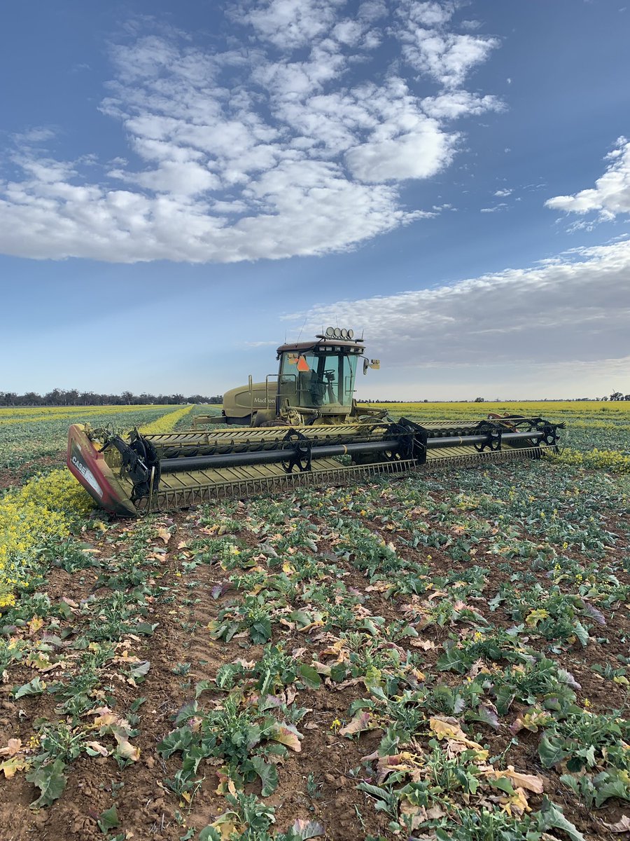 45ft Windrower available all areas, currently in the Forbes area. 📞0428179267