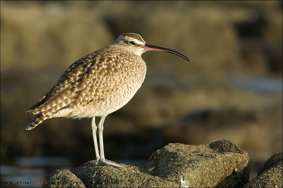 ShorebirdsDay's tweet photo. Let’s go out counting shorebirds: the 2019 Global Shorebird Counts kicks-off https://t.co/T01iybM7Fz https://t.co/AKb22WLMX3
