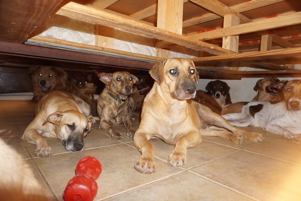 TravisABC13's tweet photo. These are some of the 97 dogs Chella Phillips is safely harboring in her home during Hurricane Dorian. She says 79 of them are in her master bedroom! Chella runs a dog rescue called The Voiceless Dogs of Nassau, Bahamas. https://t.co/agMvsDtcME