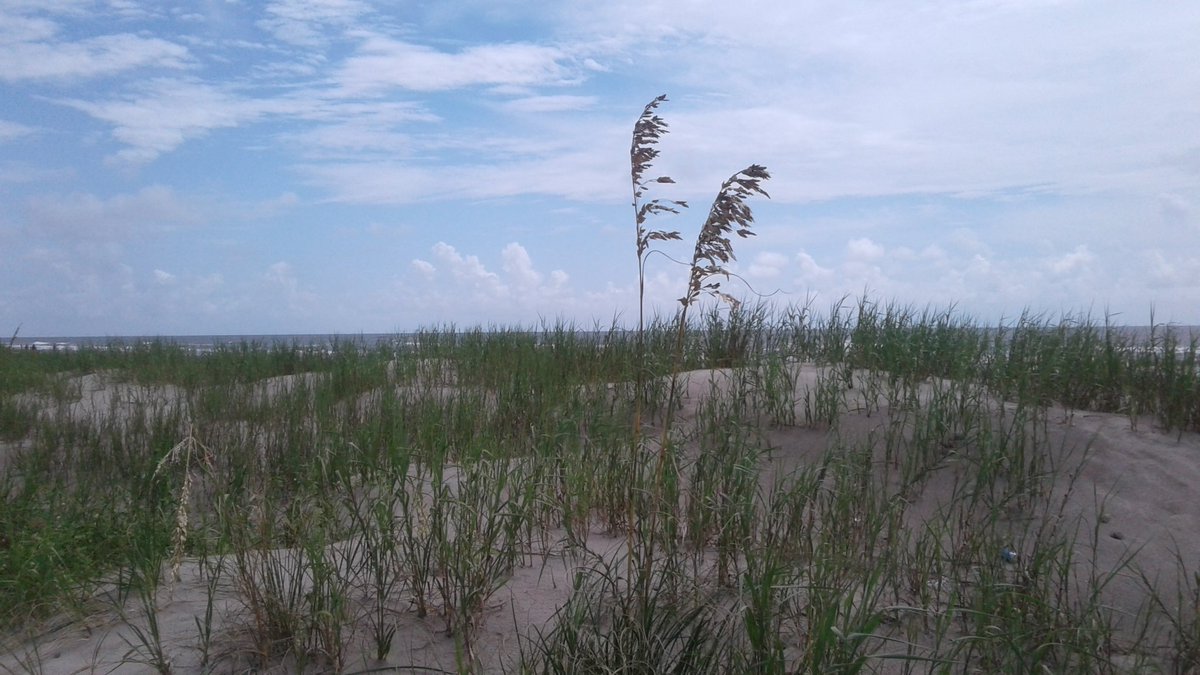 quentonfontenot's tweet photo. The restoration plantings at Elmers Island are really taking off.  Notice how the plants trap wind-blown sand and build dunes.  That is why it is important to plant newly restored coastal habitat! https://t.co/HVZEjuwgjl